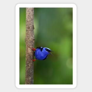 Red-legged Honeycreeper - Costa Rica Sticker